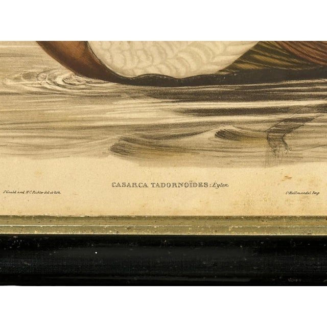 After John Gould (1804-1881), Pair of Framed Antique Lithographs, Borghese Gallery For Sale - Image 10 of 15