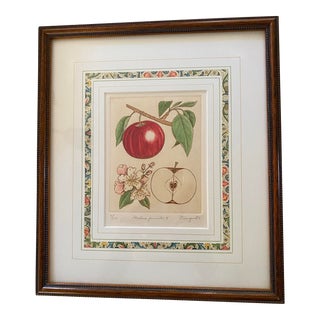 Framed Anne Stromquist Botanical Etching, Apple For Sale