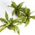 100% realistic a perfect copy of your favorite greens. These dropins are nohassle works of art. Right down to the...