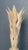 This is much more dramatic in person. It is heavy. It is an all wood palm leaf tamp. The color is very much like you see...