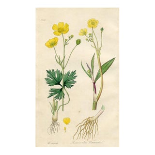 1836, Buttercup Botanical Print, Medical Botany, Original Antique Botanical Engraving, England For Sale