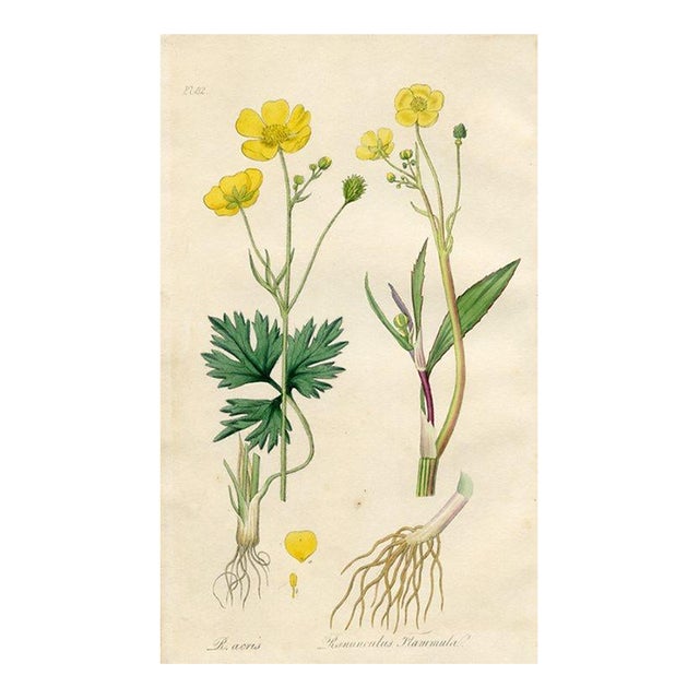 1836, Buttercup Botanical Print, Medical Botany, Original Antique Botanical Engraving, England For Sale