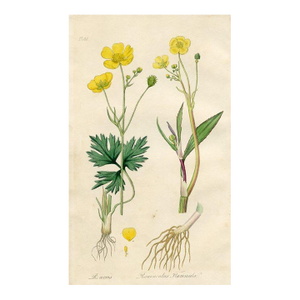 1836, Buttercup Botanical Print, Medical Botany, Original Antique Botanical Engraving, England