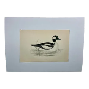 Antique Hand Tinted Bird Print From England Featuring a Black & White Buffel-Headed Duck - Circa 1888