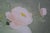 Rosalyn Gale Powell Signed Peony in a Chinese Jar Lithograph Print 27" For Sale - Image 9 of 11