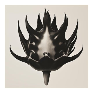 Anastatica Hierochuntina — Black and White Vintage Botanical Photography Print For Sale