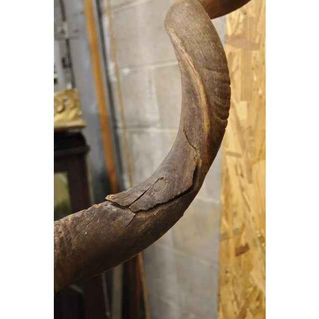 Vintage Greater Kudu African Shoulder Mount Large Taxidermy For Sale - Image 10 of 12