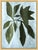 Not Yet Made - Made To Order Fig Garden by Susan Hable For Sale - Image 5 of 6