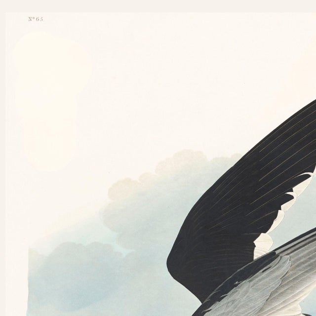Paper Black Skimmer, Vintage Art Print Reproduction From Birds of America by John James Audubon, 24" X 24" For Sale - Image 7 of 10
