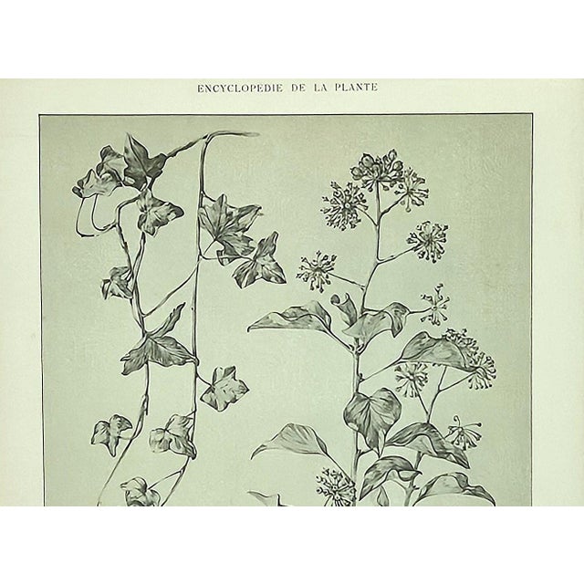 Printmaking Materials 1902 -Set of 3 Antique French Botanicals- Ivy, Fushia, Sweet William, Documentation For Sale - Image 7 of 14