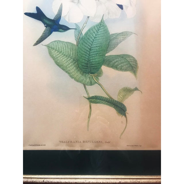 After W. Hart & HC Richter, Thalurania Refulgens and Hylonympha Macrocerca, 1800s, Hand-Colored Lithographs, Set of 2 For Sale - Image 9 of 18