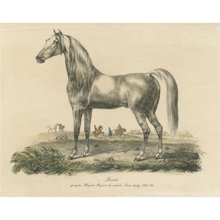 Arabic Horse Named Gentile, Paper For Sale
