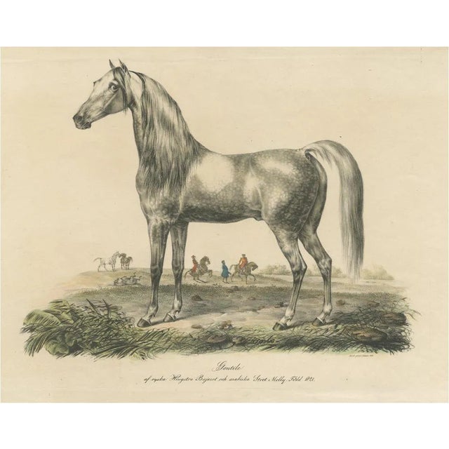 Arabic Horse Named Gentile, Paper For Sale