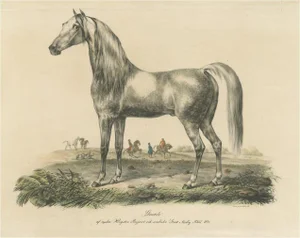 Arabic Horse Named Gentile, Paper