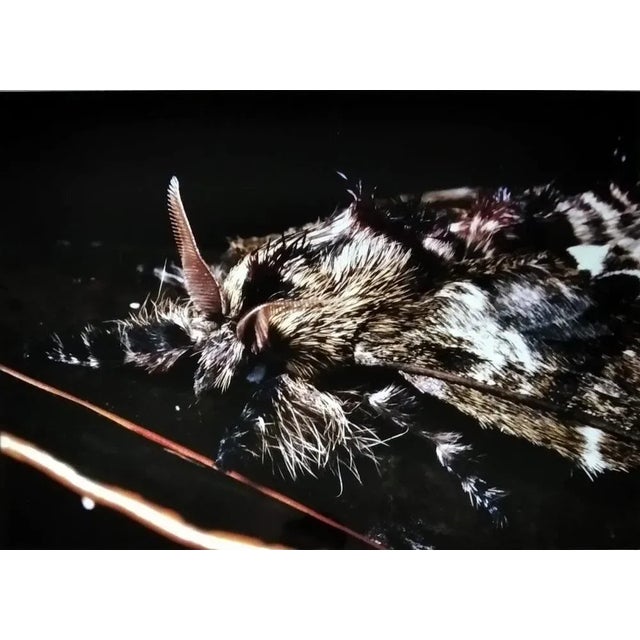 Contemporary A.H., Nature Image, 1990, Photographic Print For Sale - Image 3 of 3