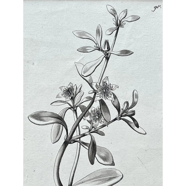 Original Antique Botanical Watercolor and Ink Painting by A. G. Weiss Circa 1865 For Sale In New York - Image 6 of 7