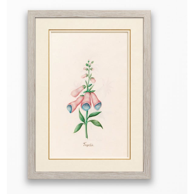 Atelier Aria Lumae Magdalena Rosina Funck Style Botanical Miniature Passe Partout Prints Complete 30 Piece Set A4 For Sale - Image 15 of 18