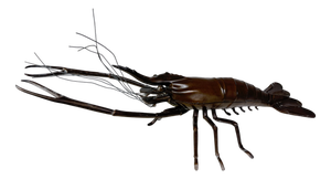 Japanese Lobster Sculpture in Bronze