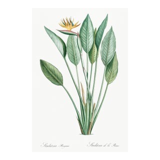 Bird of Paradise Illustration, Vintage Botanical Art Print Reproduction, 40" X 60" For Sale