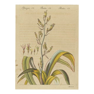Bertuch, New Zealand Flax with Flower Details, 1815, Print For Sale