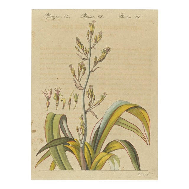 Bertuch, New Zealand Flax with Flower Details, 1815, Print For Sale