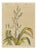 Bertuch, New Zealand Flax with Flower Details, 1815, Print For Sale