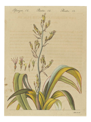 Bertuch, New Zealand Flax with Flower Details, 1815, Print