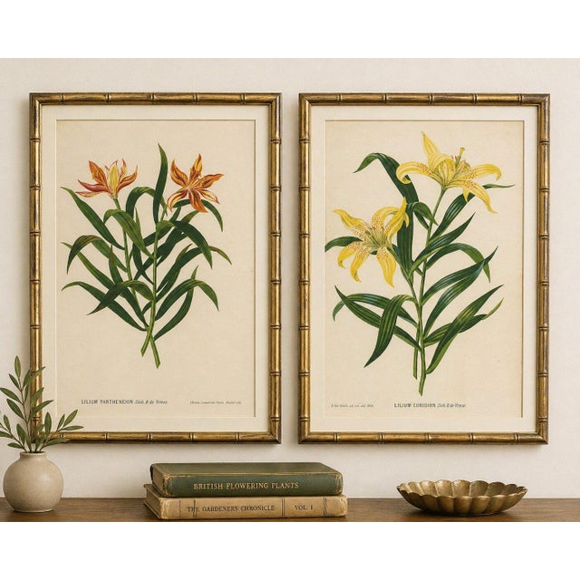 Mid 19th Century After Siebold & De Vriese, Botanical Illustration of Lilium Partheneion & Coridion, 1856, Prints, Set of 2 For Sale - Image 5 of 10