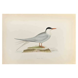 Alexander Francis Lydon, Arctic Tern, Woodcut Print, 1870 For Sale