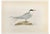 Alexander Francis Lydon, Arctic Tern, Woodcut Print, 1870 For Sale