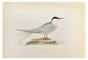 Alexander Francis Lydon, Arctic Tern, Woodcut Print, 1870