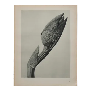 Original Karl Blossfeldt Photogravure Botanical Print