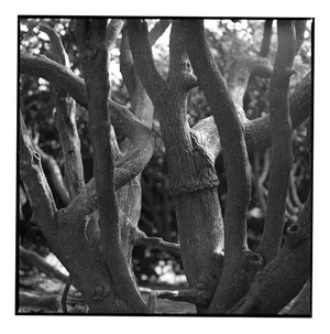 Paul Cooklin, Tree Branches, Silver Gelatin Photograph, Limited Edition of 10