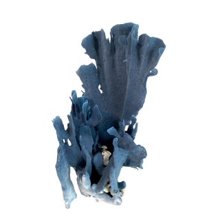 Natural Blue Coral Specimen Coastal Decor For Sale