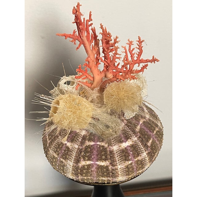 Pair of marine specimens assemblages on stands , comprising red Mediterranean coral branches with lace coral fragments on...