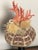 Pair of marine specimens assemblages on stands , comprising red Mediterranean coral branches with lace coral fragments on...