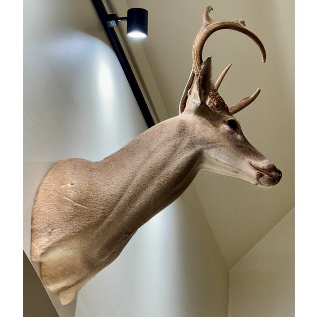 White-Tail buck, expertly mounted by a professional taxidermist. Excellent condition. No tears or damage. Approximate...