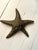 Vintage Large Brass Starfish Sculpture For Sale - Image 10 of 11