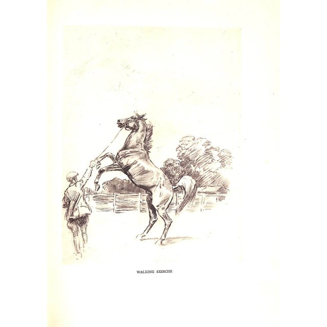 1930s "Thoroughbred and Hunter" 1934 Fawcett, William For Sale - Image 5 of 7