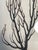 Shell Two Natures Beauty Sez Brunches Framed For Sale - Image 7 of 9