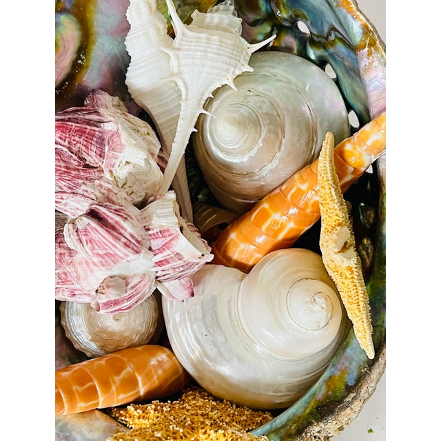 Great selection of natural sea shells arranged on a vintage lucite tray.