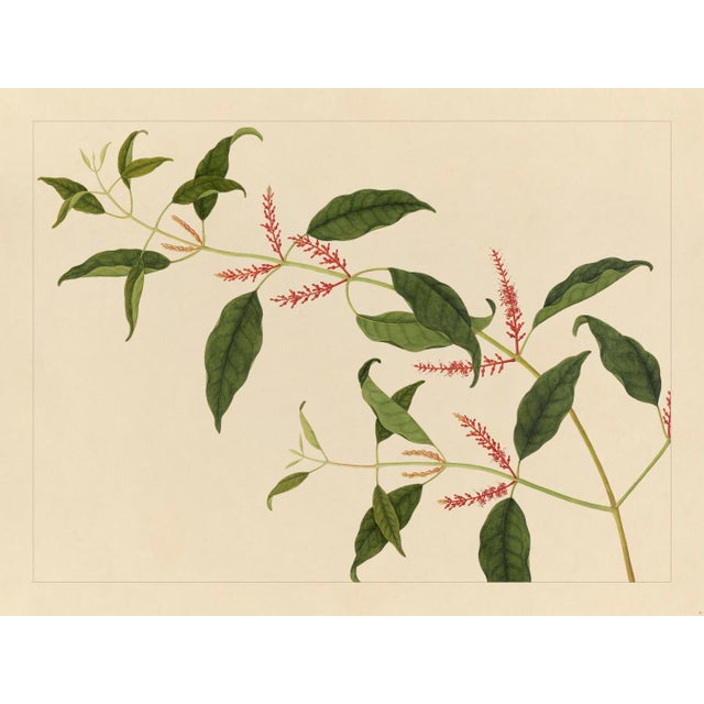 Golden Tropic Botanicals, Giclée Print #21 For Sale