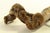 1960's Grapevine Corkscrew From Reine Pedauque Vineyard in Beaune, France For Sale - Image 12 of 12