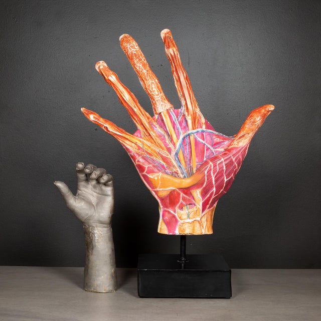 Red Early 20th C. French Medical Hand Model c.1920 For Sale - Image 8 of 8