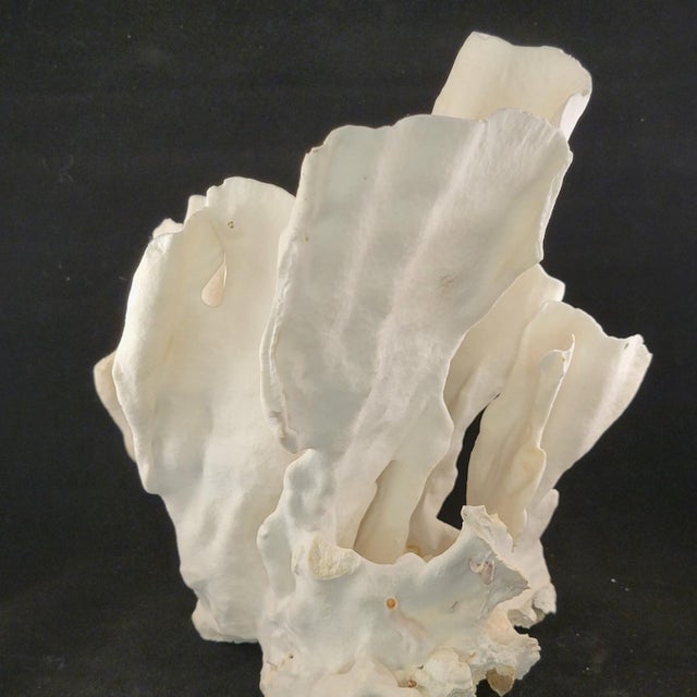 Nautical Authentic Natural Coral Speciman For Sale - Image 3 of 5