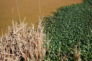 Contemporary Landscape 'Lush Marshland', Large 36 X 24" Fine Art Photography Print