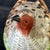 Vintage Mottahedeh Bird on Nest Lidded Figurine Stately Homes Sir Humphrey Trinkle Box For Sale In Phoenix - Image 6 of 9