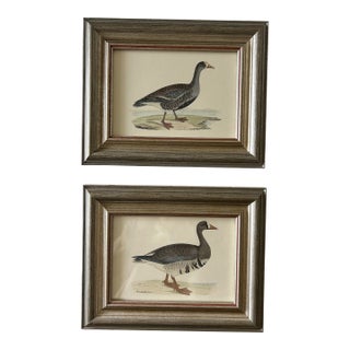 Framed 18th Century Geese Engravings For Sale