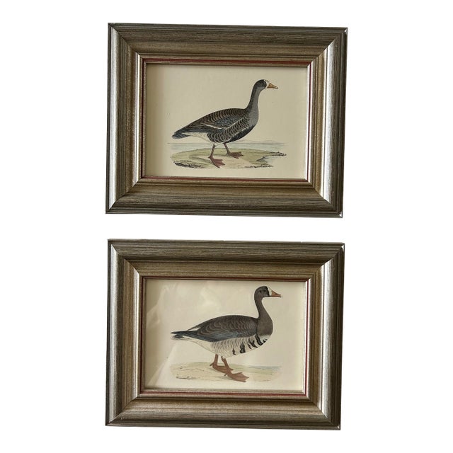 Framed 18th Century Geese Engravings For Sale