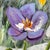 Traditional Original Floral Painting by Robin Blakely Vaughan Framed Signed 15x13 For Sale - Image 3 of 12
